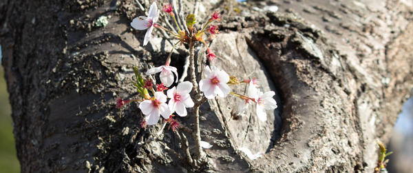 SSL�����p�e�X�g222222299999